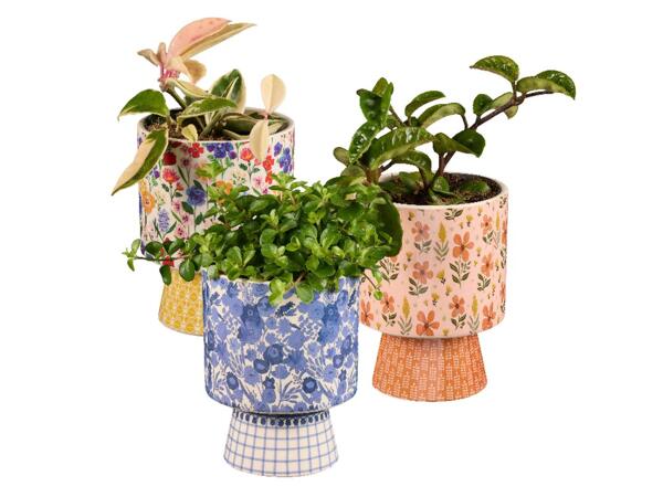 Green plants