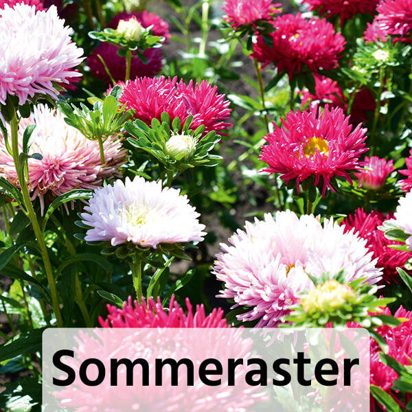 Sommer-Jungpflanzen