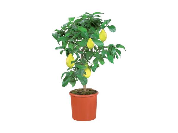 Large Citrus Tree