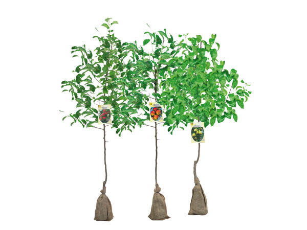 Bare Root Fruit Trees