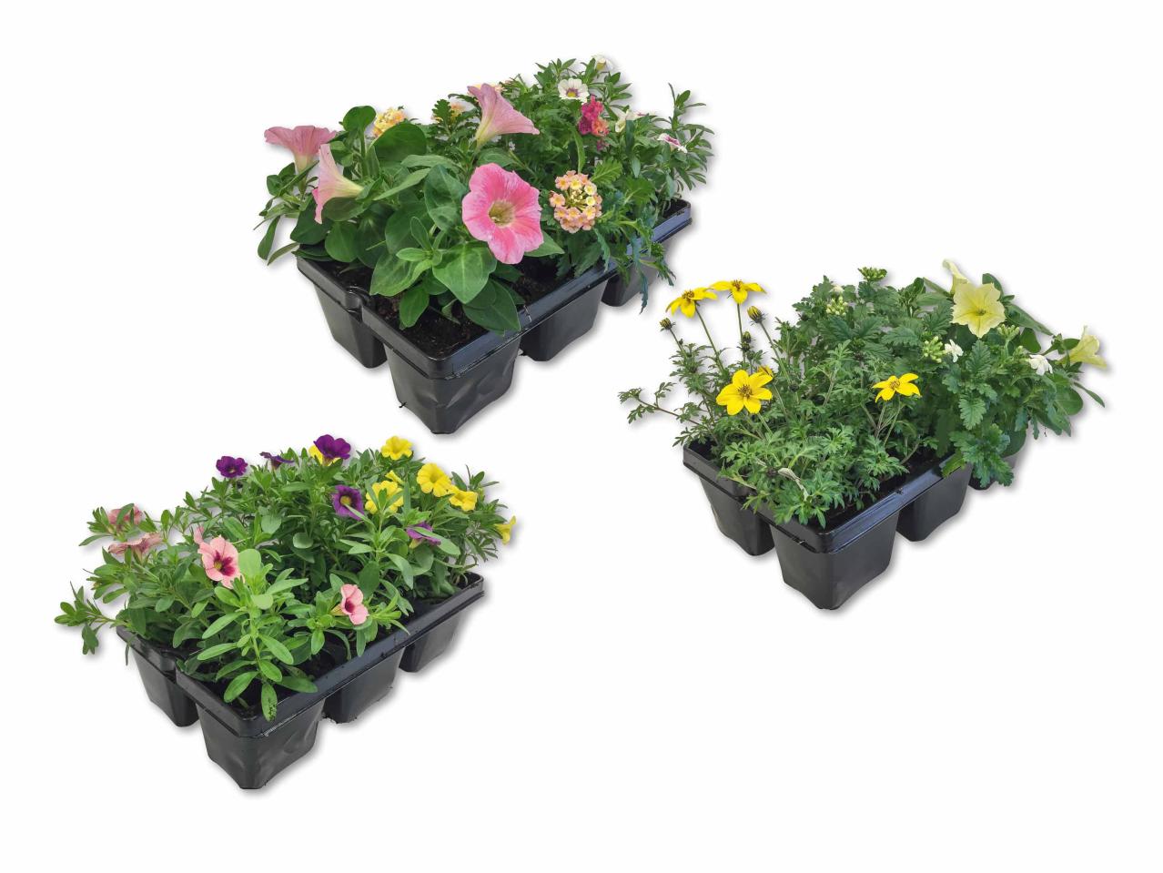 Mélange de plantes de parterre "kollektion"