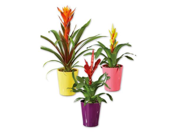 Vriesea or Guzmania