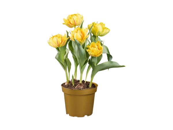Tulips