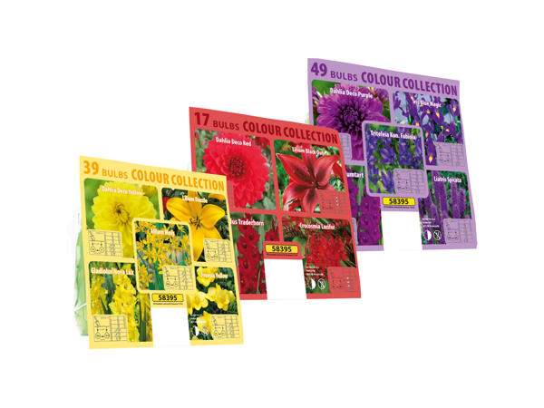 Colour Collection Bulbs