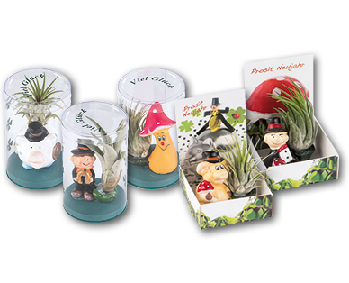 Porte-bonheur "tillandsia"