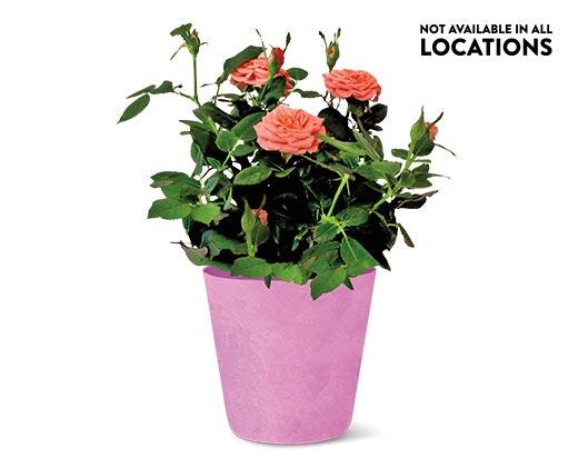 Mini Potted Roses Assorted Colors