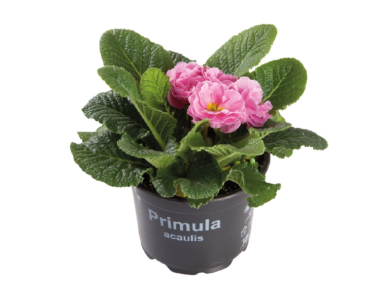Primroses