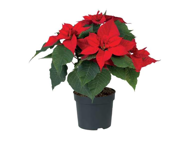 Poinsettia