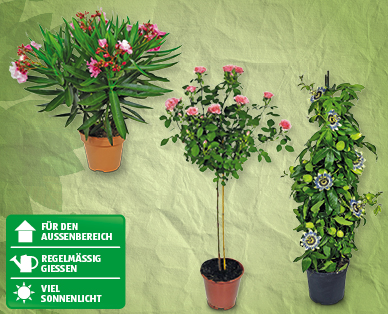 GARDENLINE(R) Balkon-/Terrassenpflanze