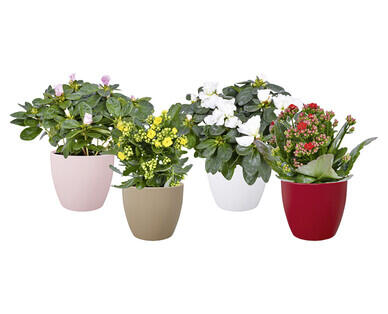 PLANTE À FLEURS