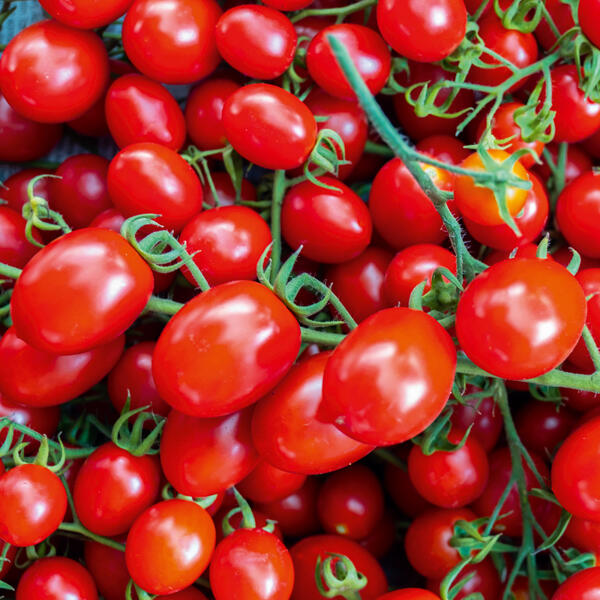 Cherry-Pflaumen-Rispentomaten