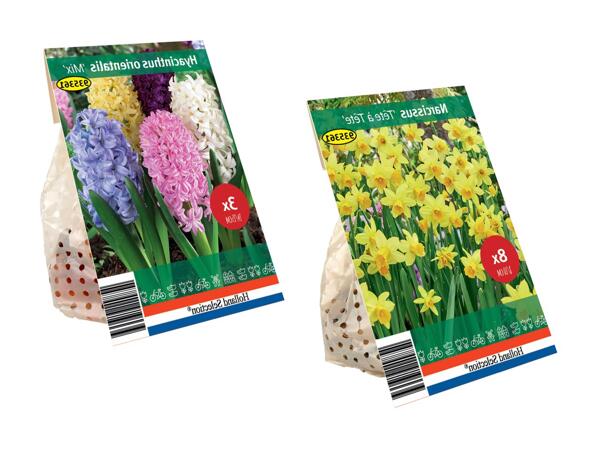 Forårsblomsterløg