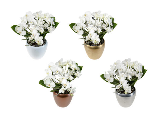 Phalaenopsis Arrangement in Keramik