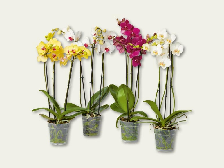 Phalaenopsis 3 tiges (dès 15.9.)