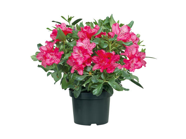 Rhododendron