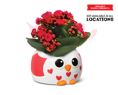 Valentine's Day Kalanchoe