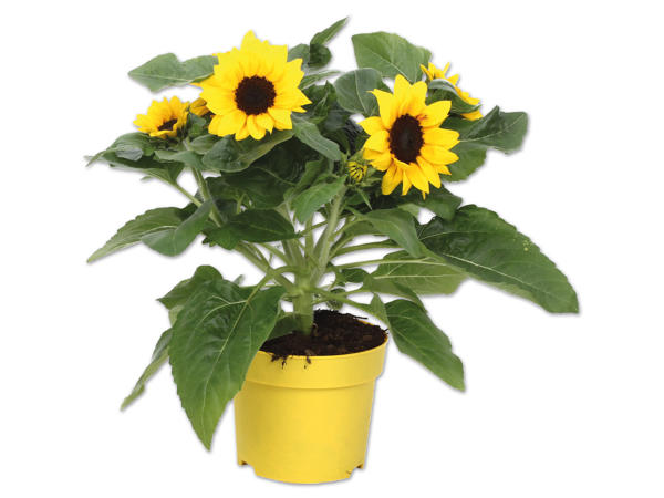 Helianthus Sunbelievable „Brown Eye Girl"