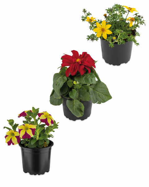 Bee Happy Plants 10cm