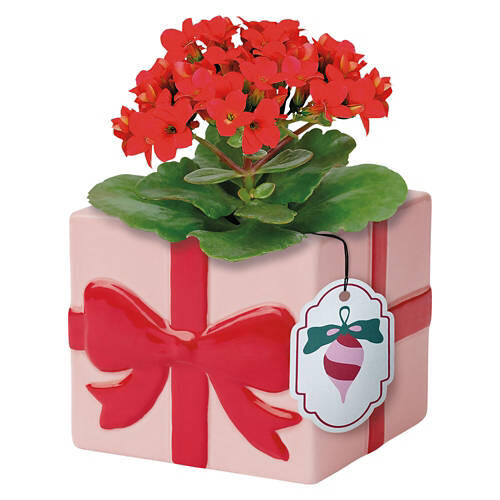 Holiday Kalanchoe - Assorted Colors