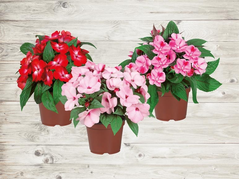 Impatiens (dès 21.4.)