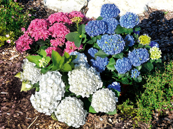 Gartenhortensie