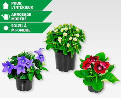 Plantes à fleurs GARDENLINE(R)