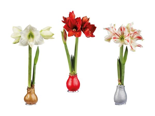 Amaryllis med voks