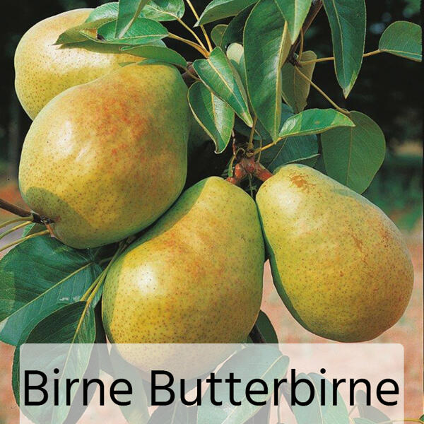 Obstbaum im Jutesack
