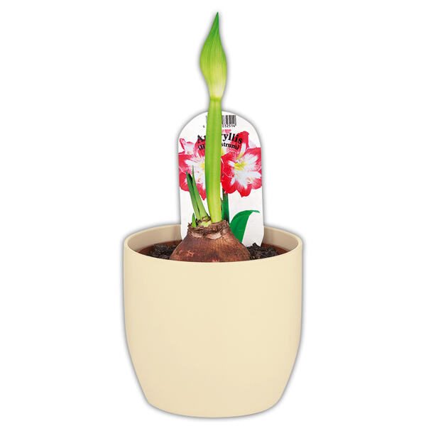 Amaryllis