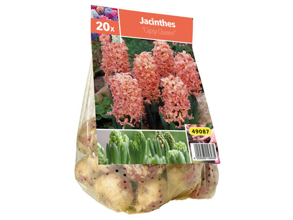 Bulbes de jacinthe