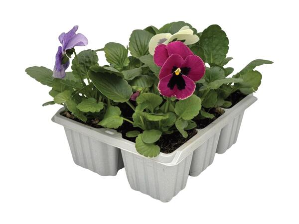 6 Pack Spring Bedding