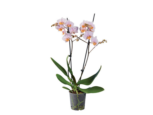 2 Stem Orchid