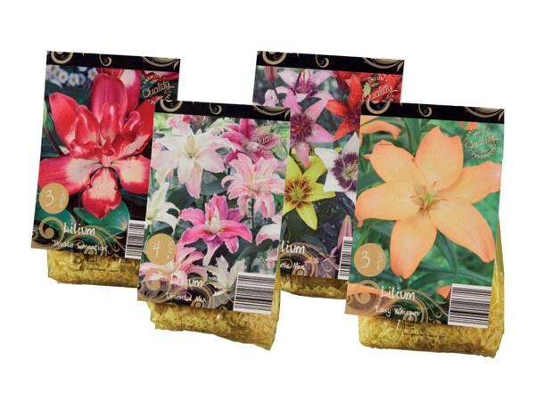 Flower bulbs