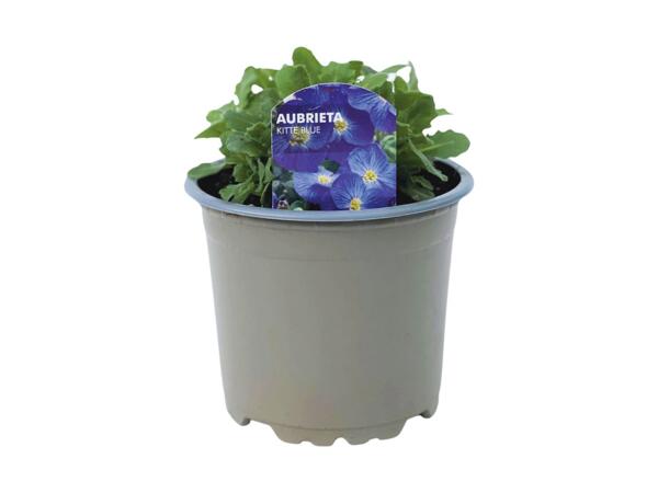 Aubretia