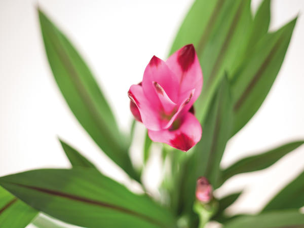Curcuma (Safranwurz)