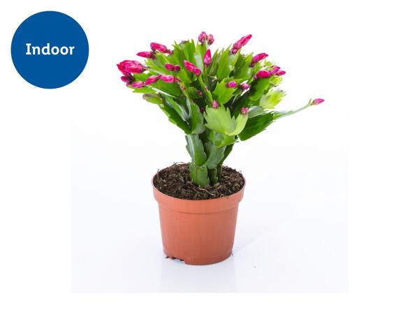 Christmas Cactus