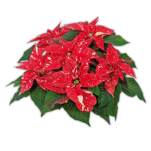 Weihnachtsstern