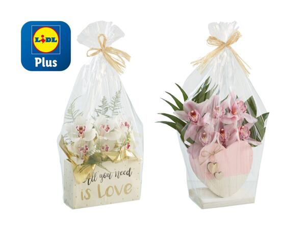 Cymbidium für Valentinstag