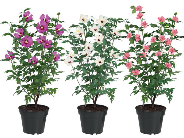 Gartenhibiskus
