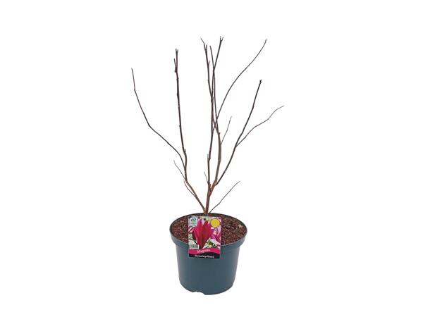Extra Large Magnolia