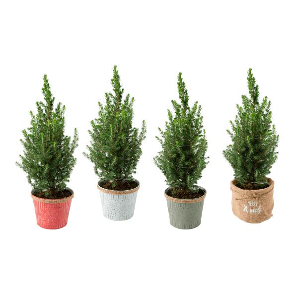 Petit sapin de Noël illuminé