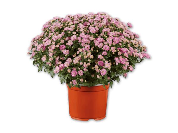 Chrysanthemenbusch
