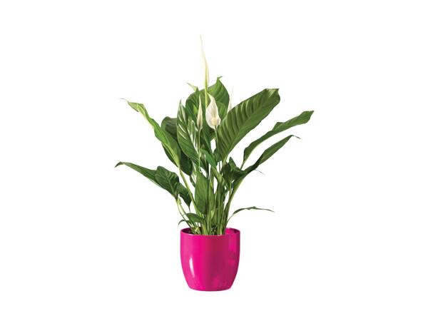 Peace Lily in Colour Pot