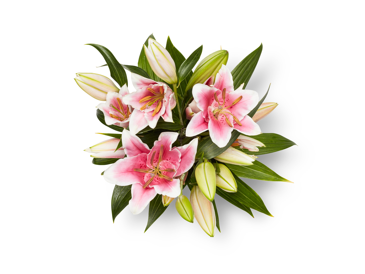 Deluxe Oriental Lilies1