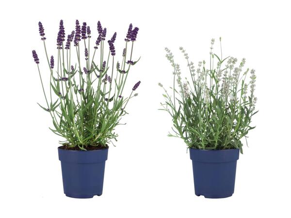 Lavendel "Felice"