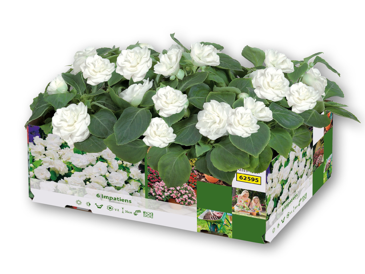 Bedplanter i 6'er bakke