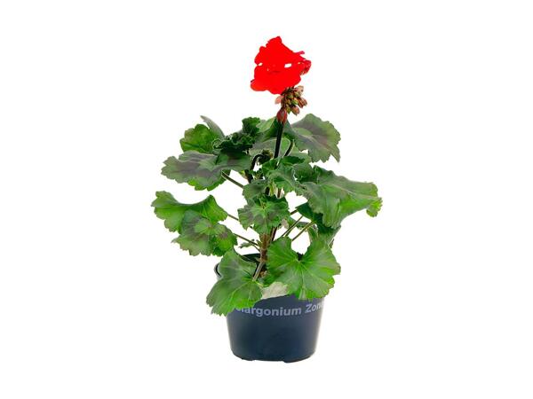Pelargonie zonale