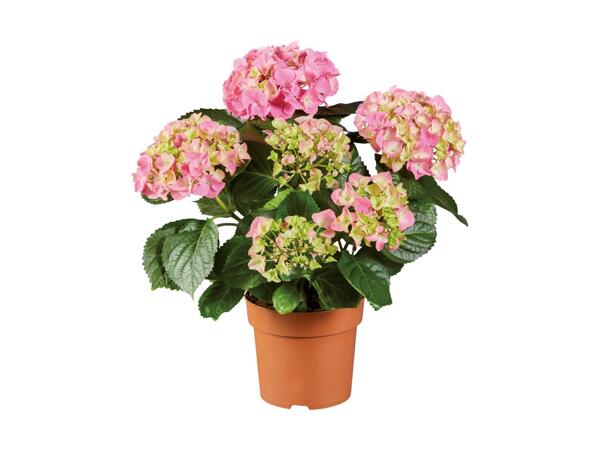 Hydrangea
