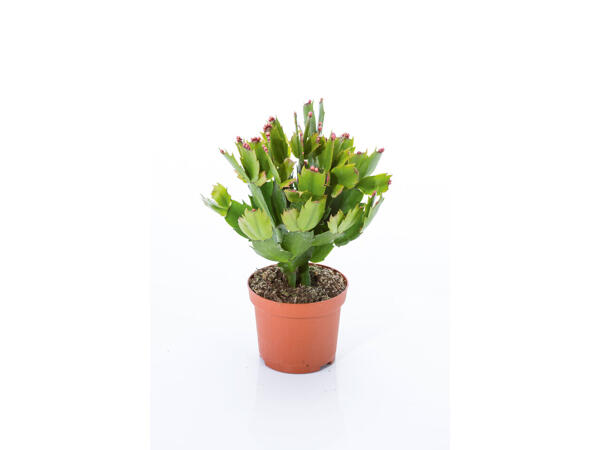 Cactus de Noël