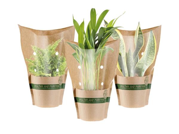 Green Plants